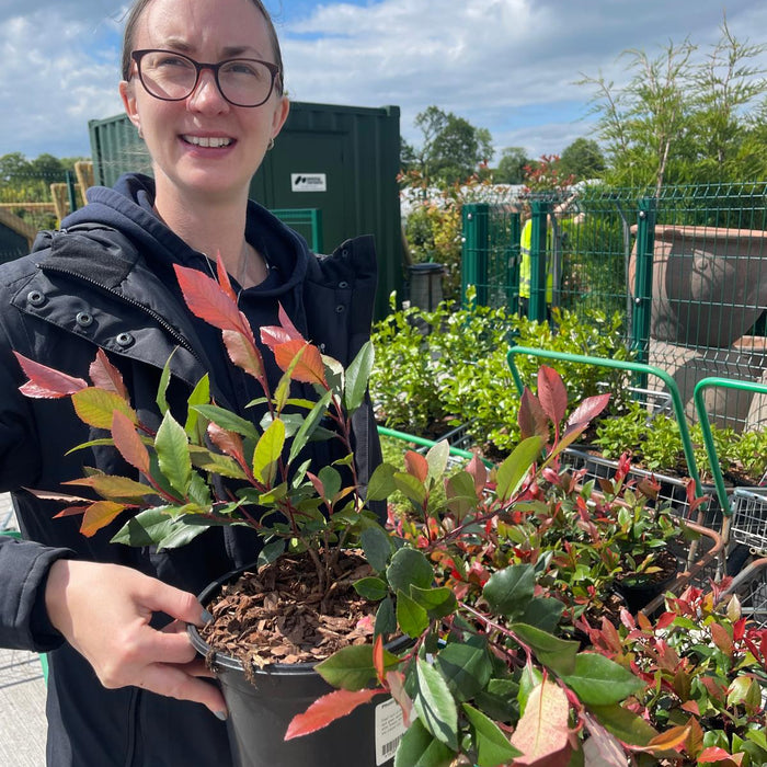 Photinia Red Robin hedging leaves