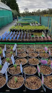 Spring - What needs doing?