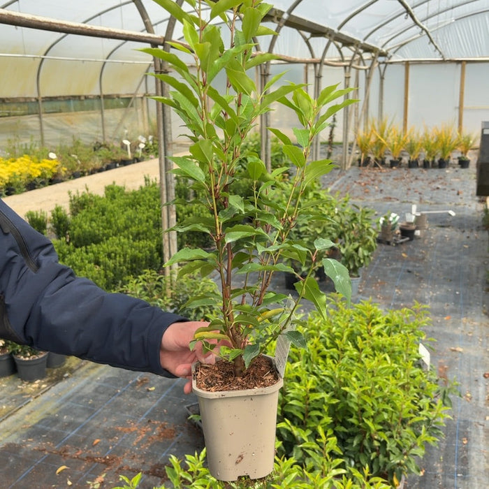 Portuguese laurel hedge with glossy dark leaves