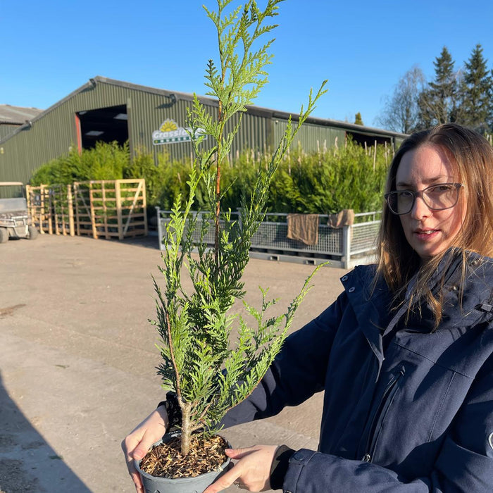 Thuja western red cedar hedging