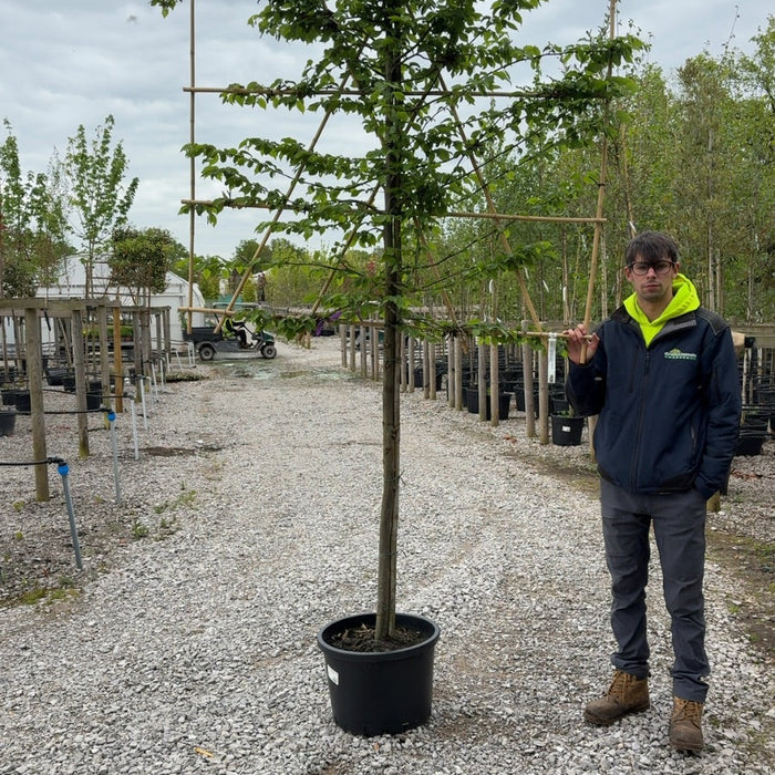 Pleached trees in a row at Grasslands Nursery