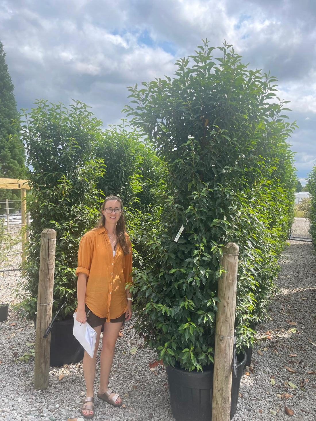 Garden hedging plants at Grasslands Nursery
