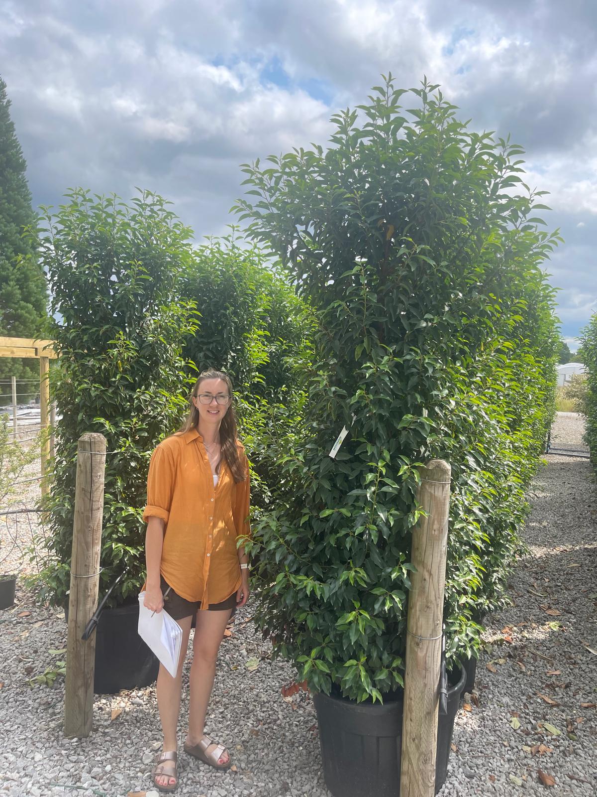 Garden hedging plants at Grasslands Nursery