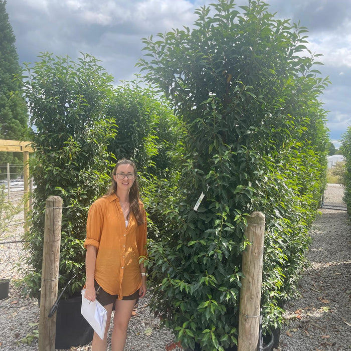 Garden hedging plants at Grasslands Nursery