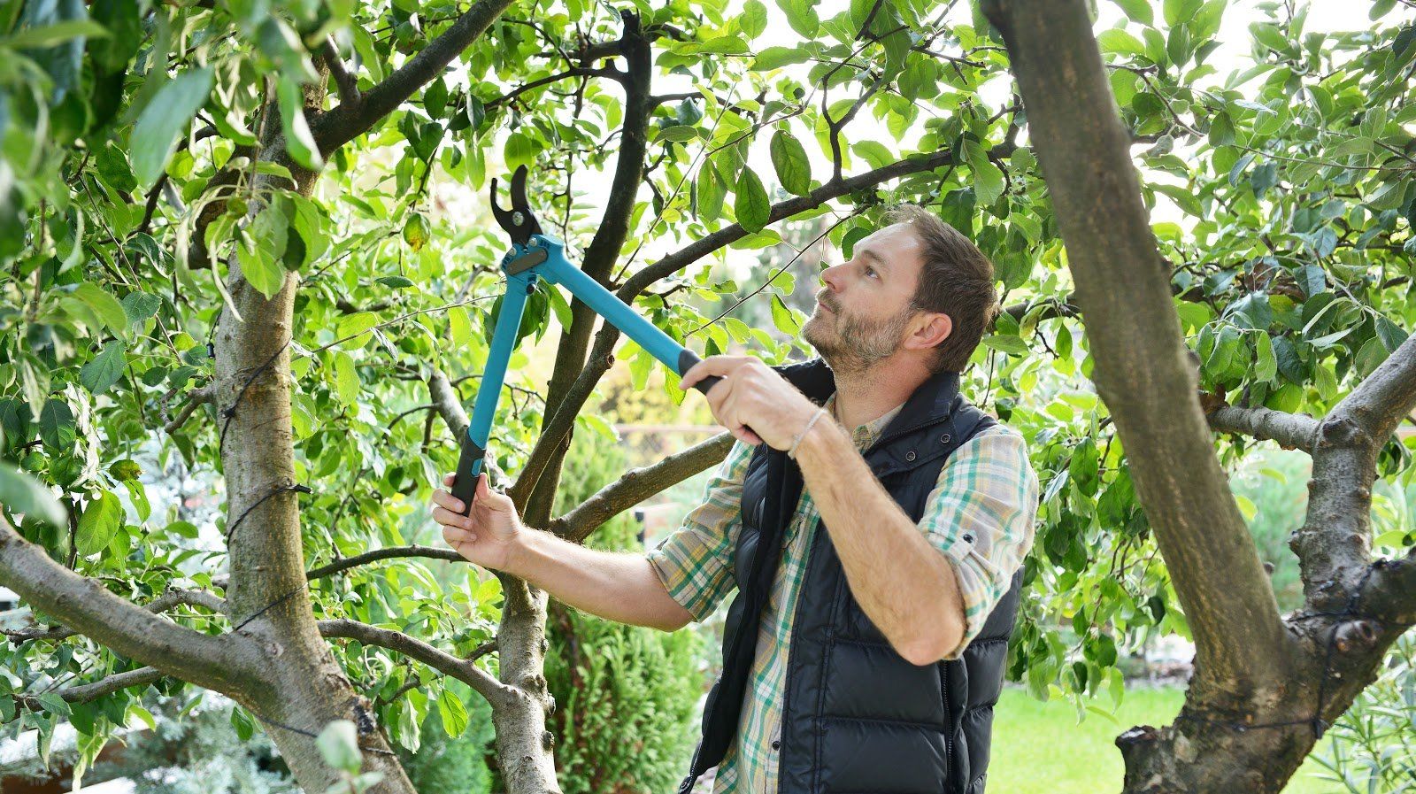 How to prune a tree