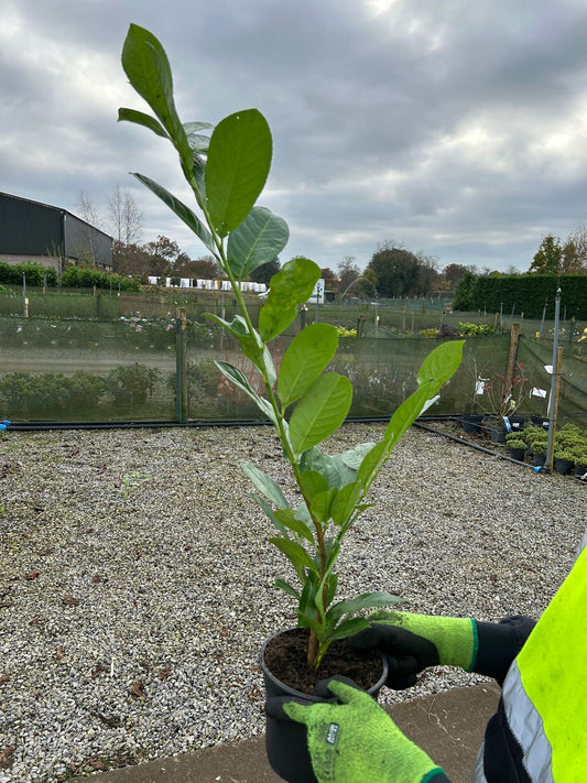 Cherry laurel hedging plants growing at the nursery