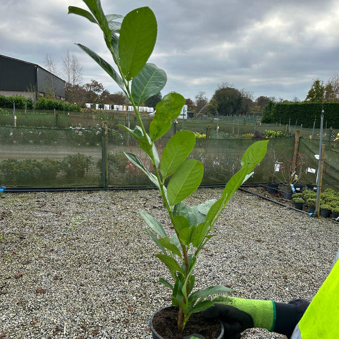 Cherry laurel hedging plants growing at the nursery