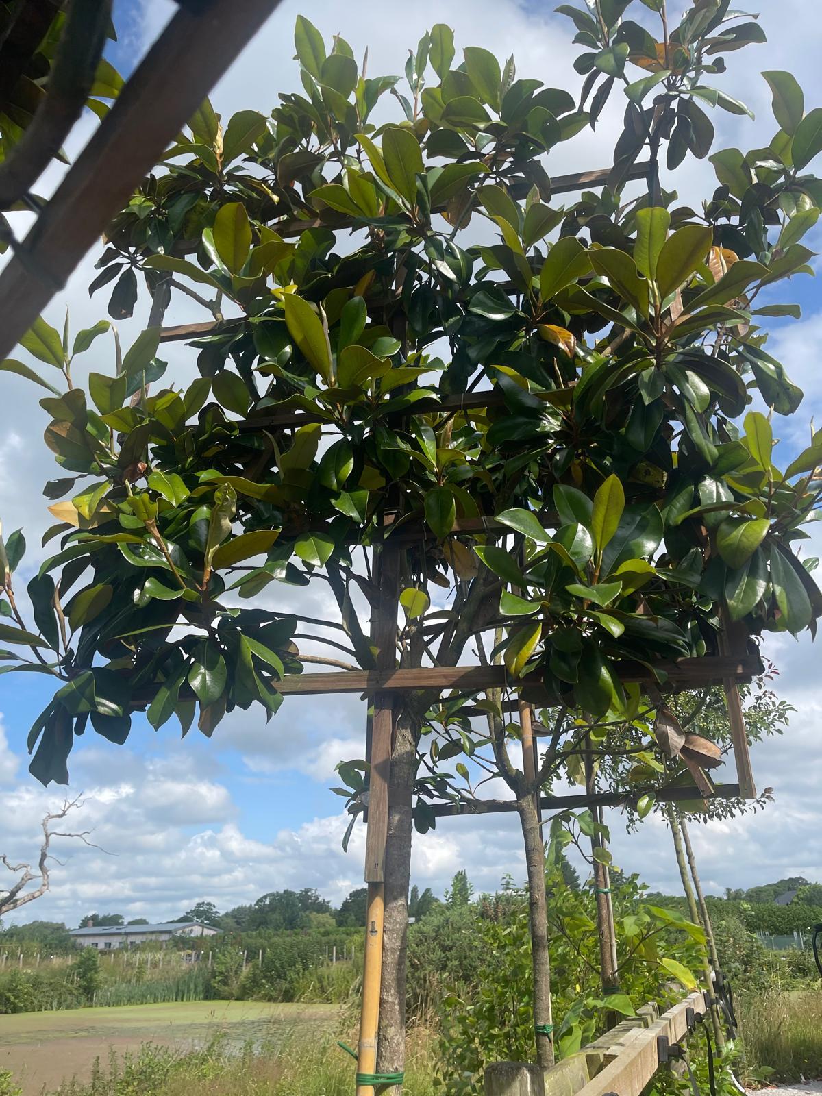 Formal pleached trees and clipped hedging