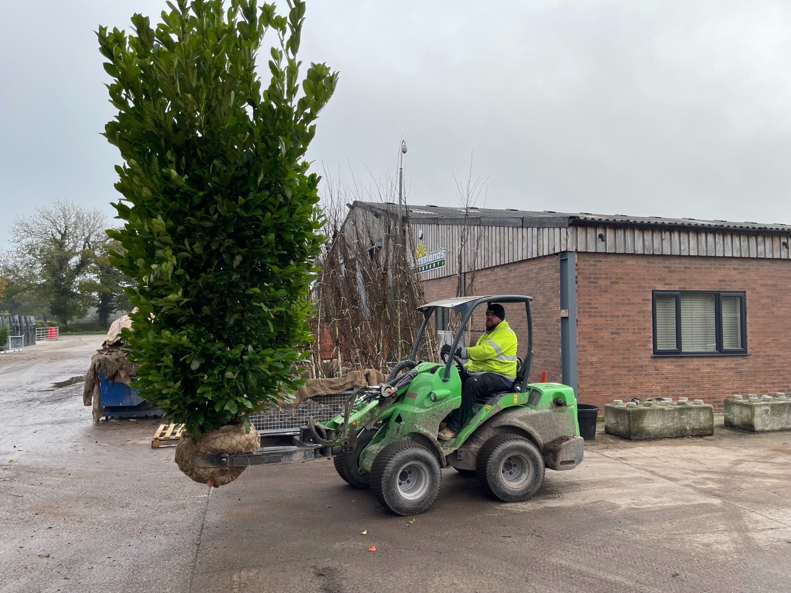 Root Ball Planting Tips