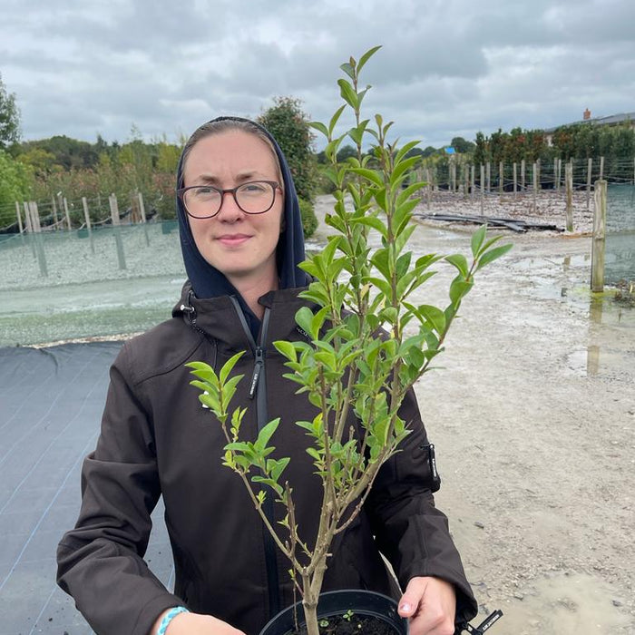 Privet hedging plants