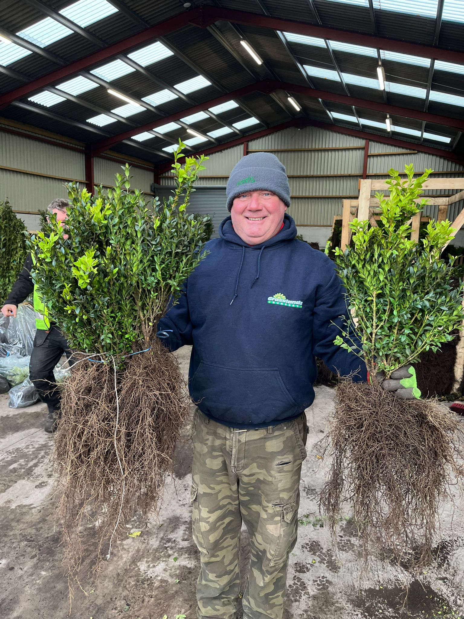 In-Depth Guide on Planting Bare Root Hedging