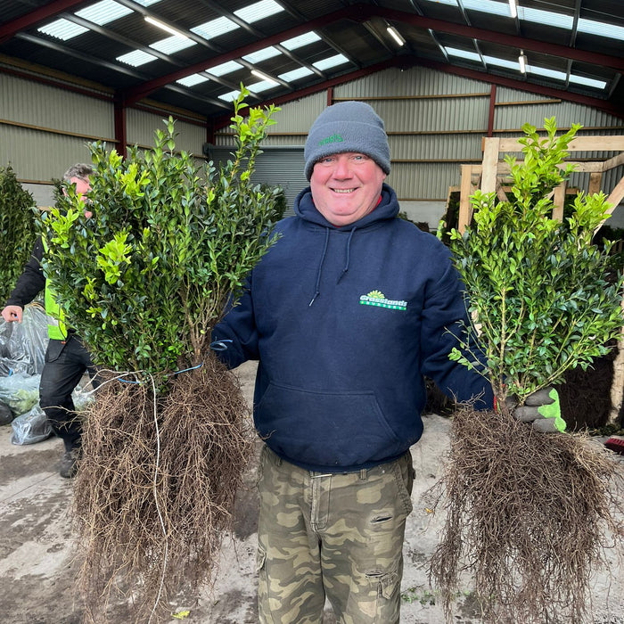 In-Depth Guide on Planting Bare Root Hedging