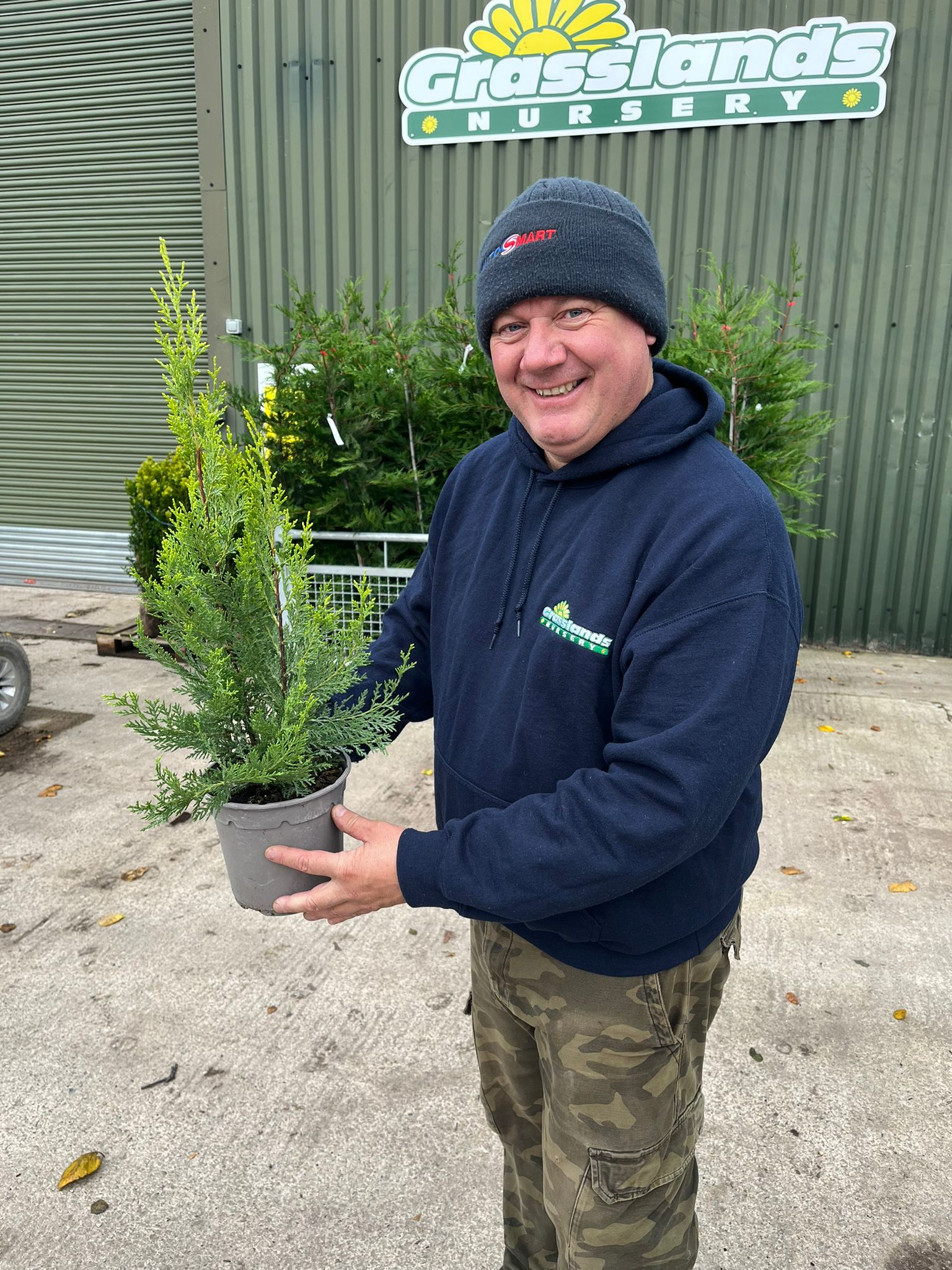 Fast-growing Leylandii hedging plants