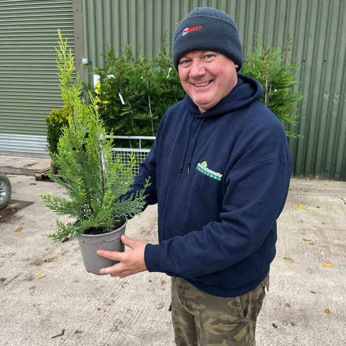 Fast-growing Leylandii hedging plants