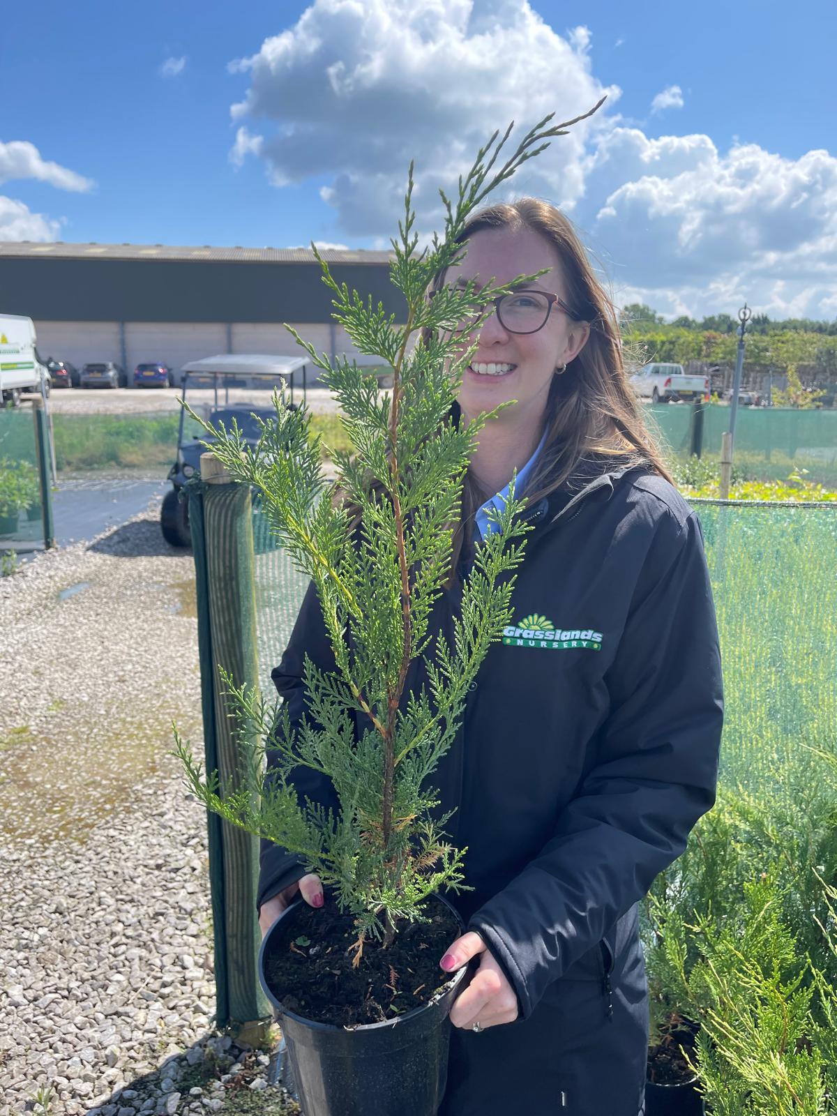 Leylandii conifer hedge foliage