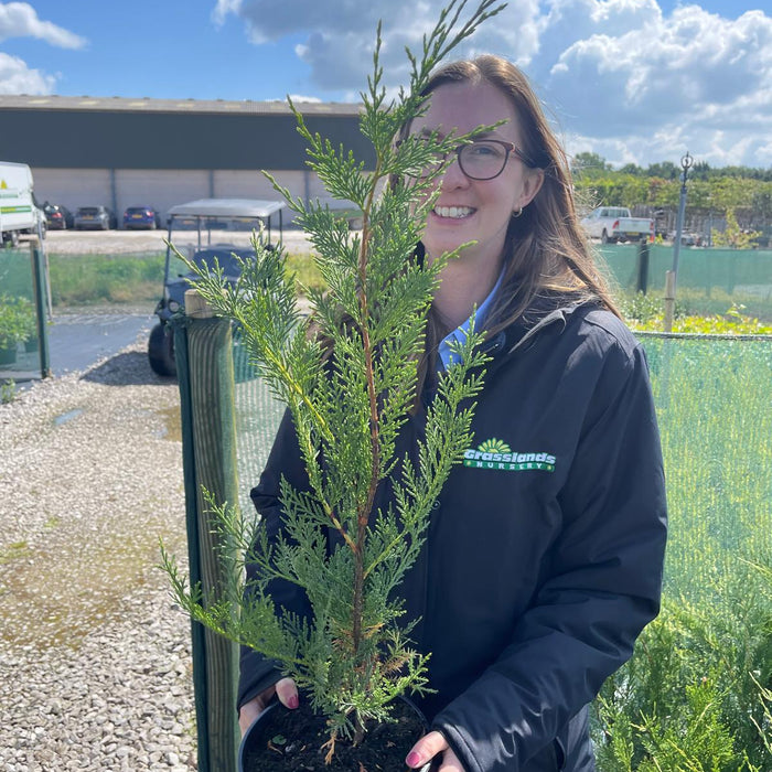 Leylandii conifer hedge foliage