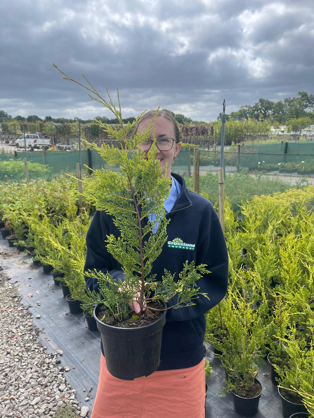 Dense green Leylandii hedge