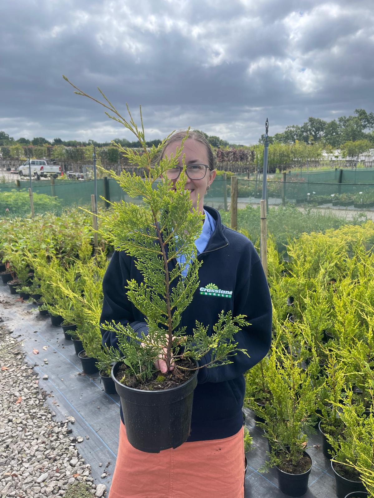 Dense green Leylandii hedge