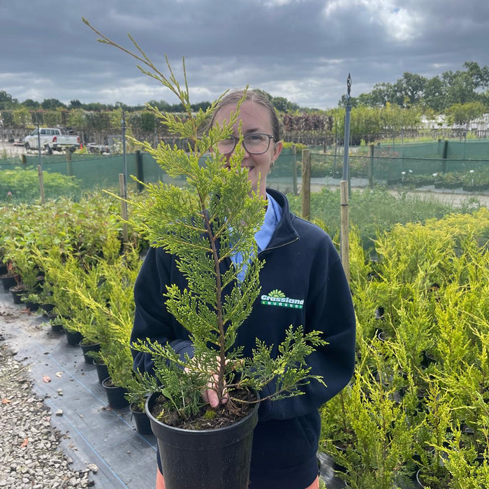 Dense green Leylandii hedge