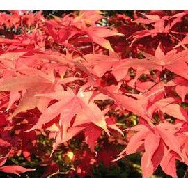Japanese Maple & Acer Help & Information