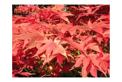Japanese Maple & Acer Help & Information
