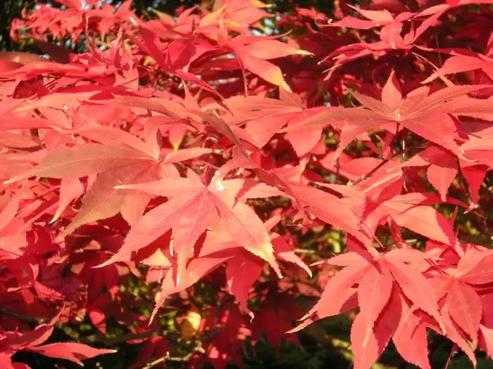 Japanese Maple Help & Information