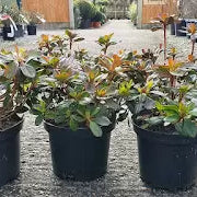 Plant Focus - Azalea Japonica Mothers Day