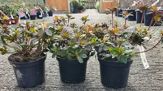 Plant Focus - Azalea Japonica Mothers Day