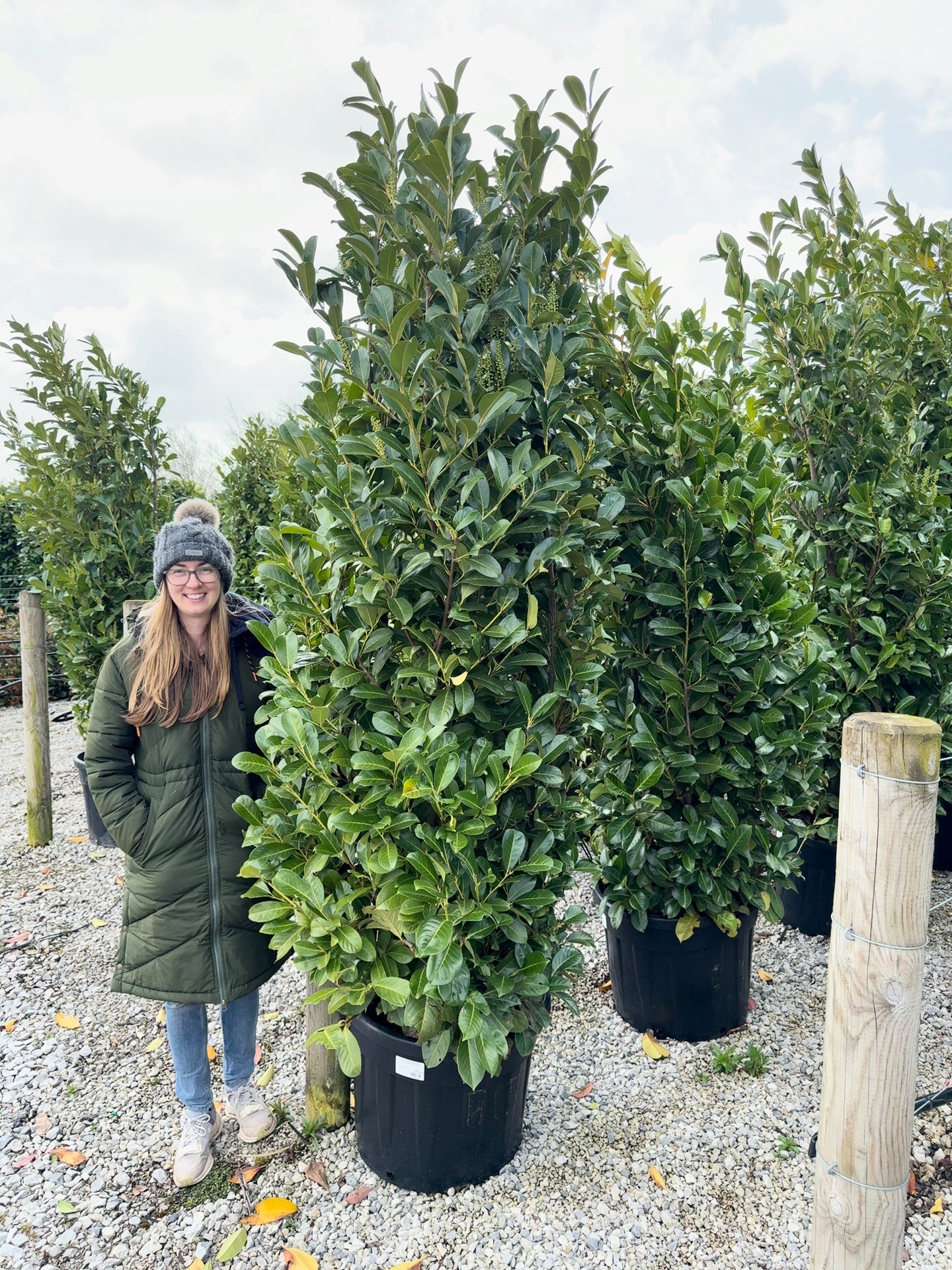 Super-size root-balled cherry laurel for instant autumn hedging