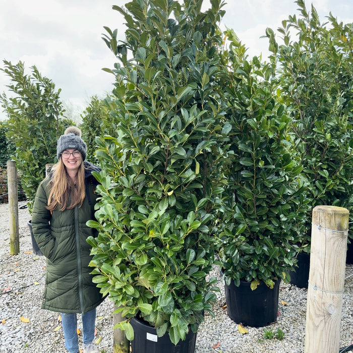 Super-size root-balled cherry laurel for instant autumn hedging