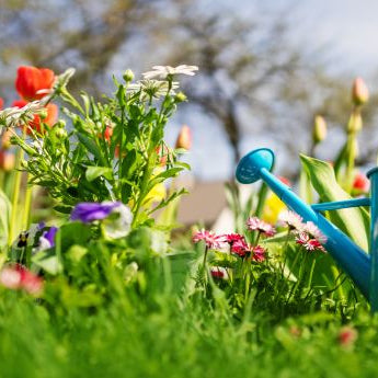 Gardening Tips: The Basics to Keeping Plants Healthy