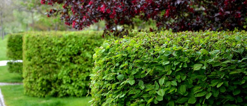 Caring for Hornbeam Hedging: A Guide