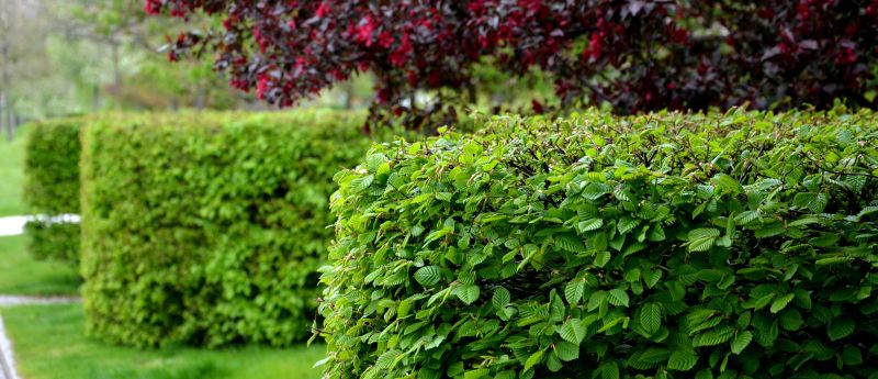 Caring for Hornbeam Hedging: A Guide