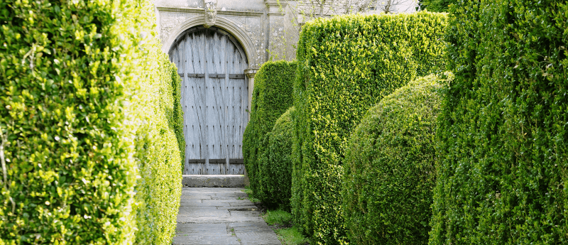 A Guide To Laurel Hedging