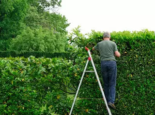 How to plant a laurel hedge