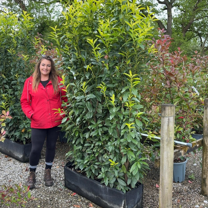 A neat cherry laurel boundary hedge from Grasslands Nursery