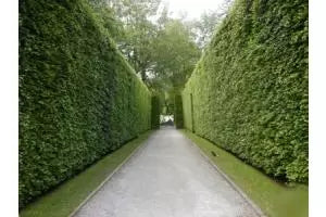 Laurel Hedging Help & Information