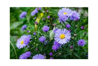 How to care for perennials in winter