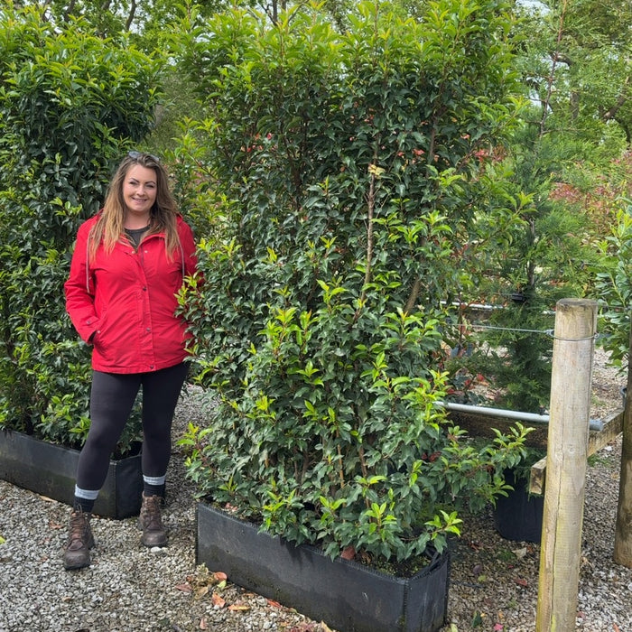 A dense Portuguese laurel hedge, tough enough for difficult sites