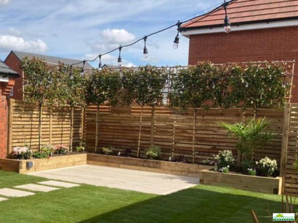 A Complete Guide to Pleached Trees