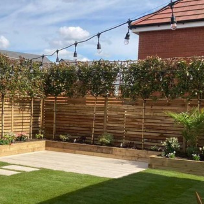 Pleached Trees Explained: Types, Uses, Planting & Buying Guide