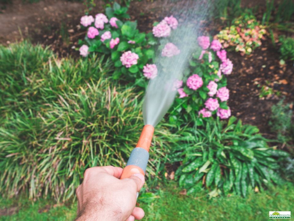 How To Keep Your Plants Hydrated During A Hosepipe Ban