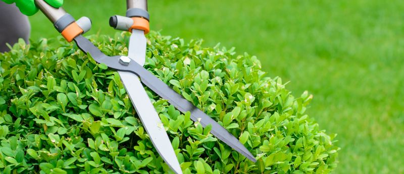 The Ultimate Guide to Trimming Hedges