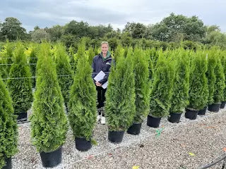 Thuja Hedging Information