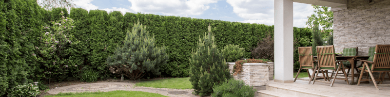 Top 10 Evergreen Hedges for Privacy and Ornamental Purposes