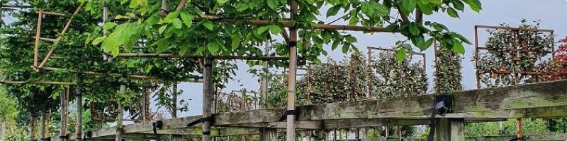 A Complete Guide to Pleached Trees