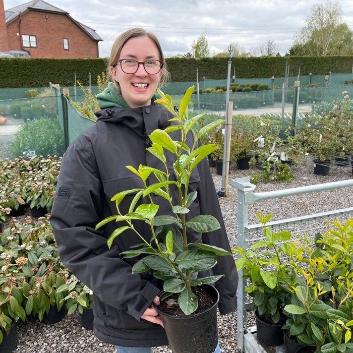 Fast-growing hedging plants for privacy