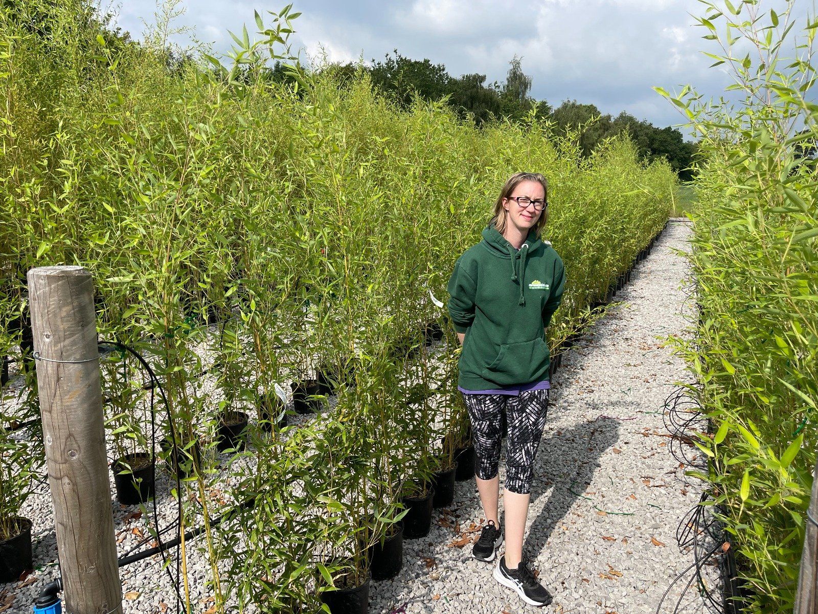 Bamboo Hedging Help & Information