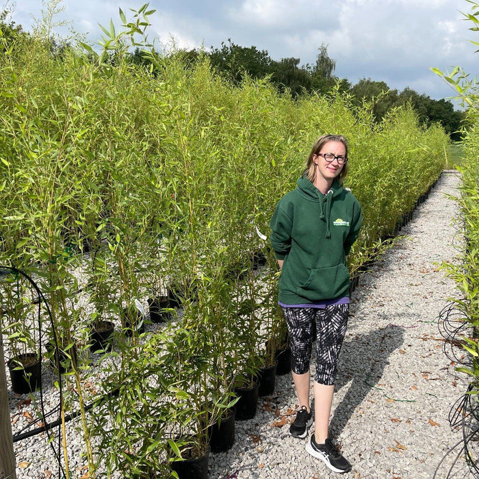 Bamboo Hedging Help & Information