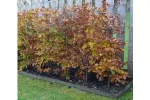 Beech Or Fagus Hedging Information